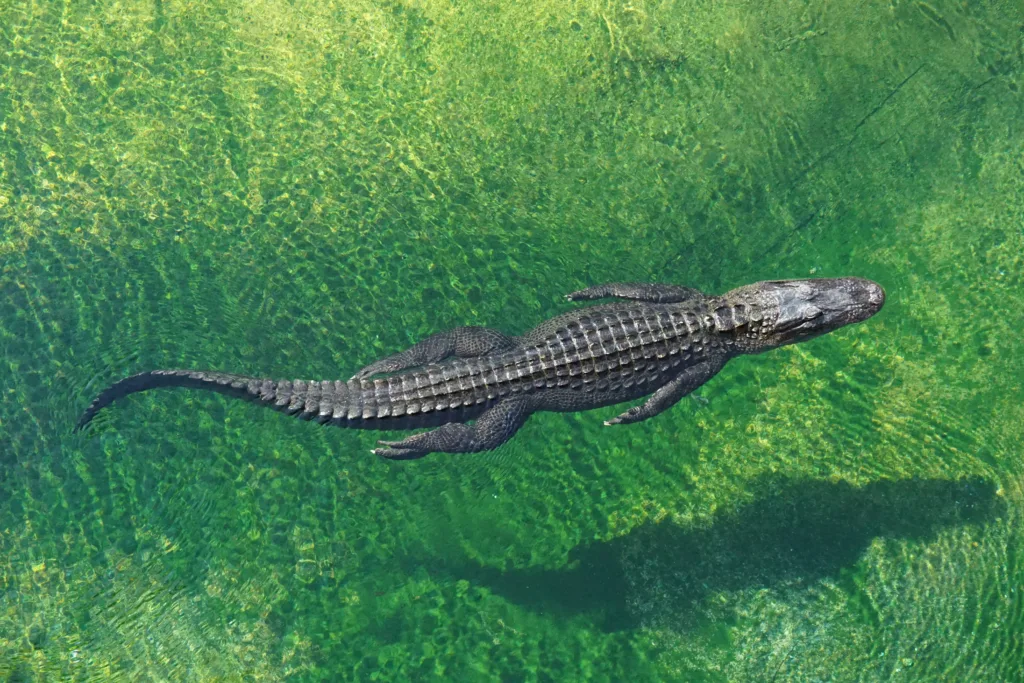 alligator 1685606447