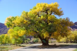 cottonwood tree 1688124310