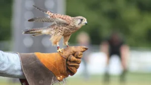 falconry 1685636710