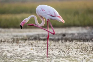 flamingo 1686563227