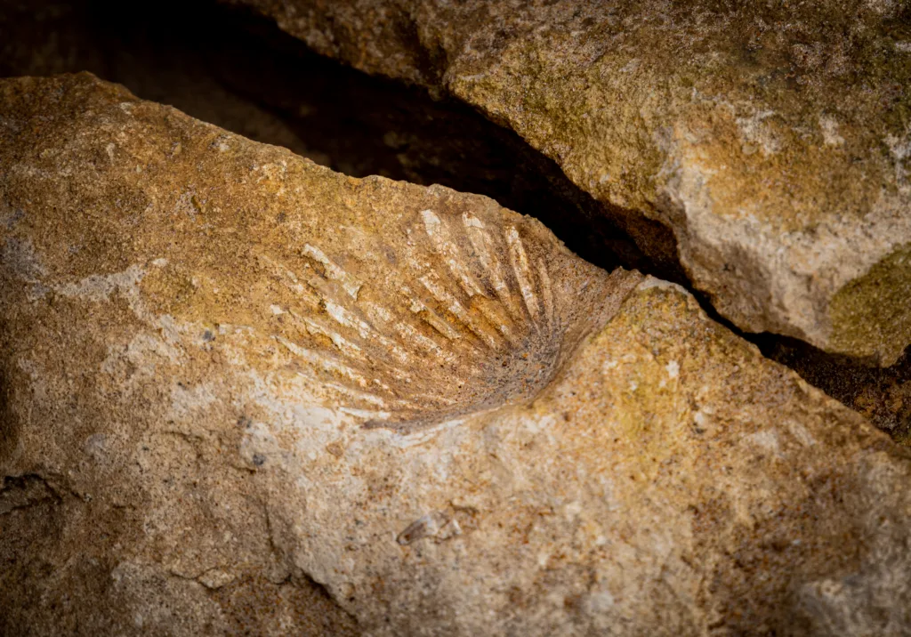 fossil 1687079896