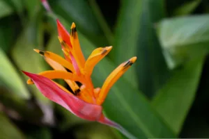 heliconia 1685808843