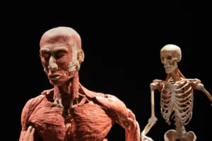 human anatomy 1687077328