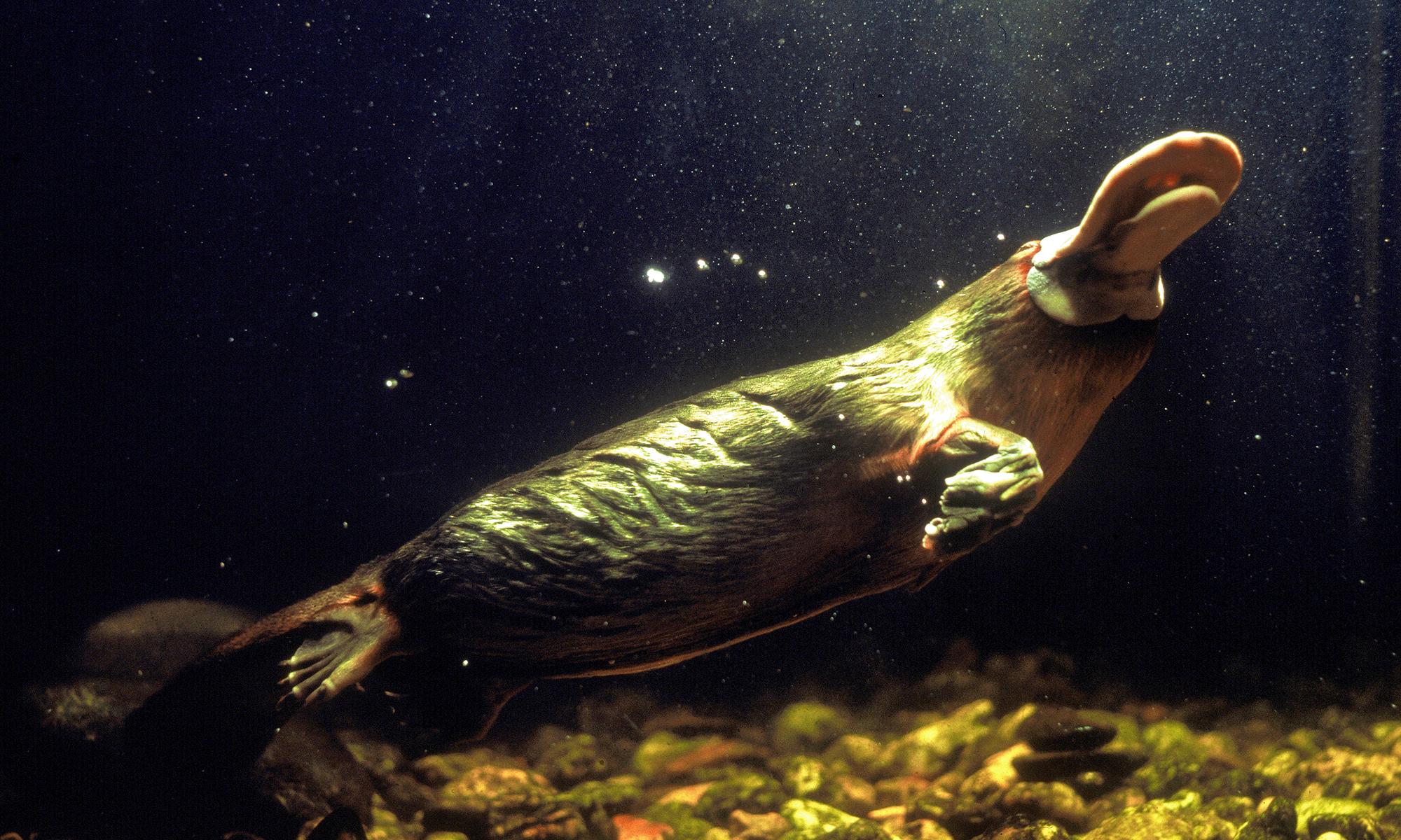 The Powerful Poison Claws of the Platypus