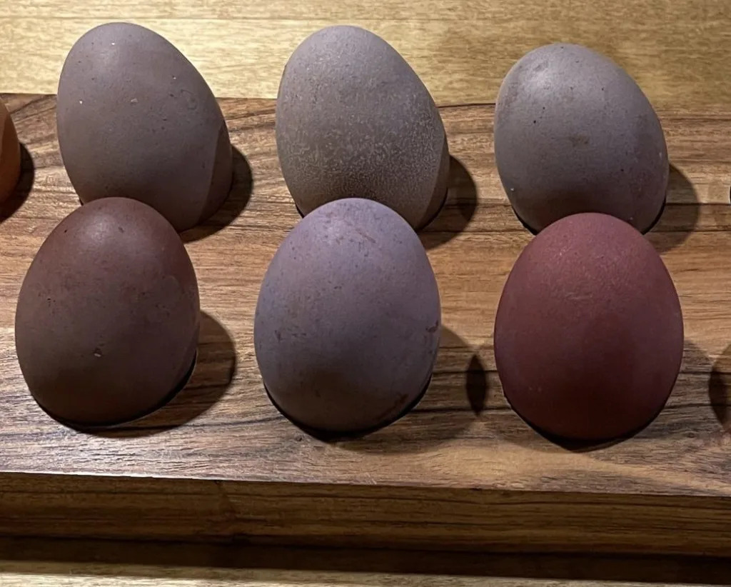 purple chicken egg 1685839286