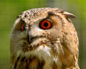 red eyed owl 1685888055