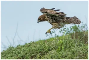 red tailed hawk call 1