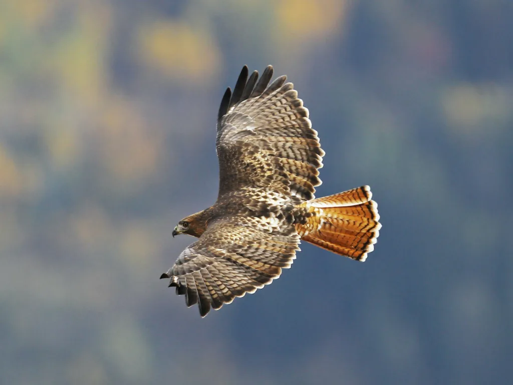 red tailed hawk 1685955655