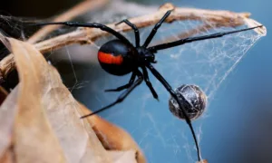 red back spider 1685888348