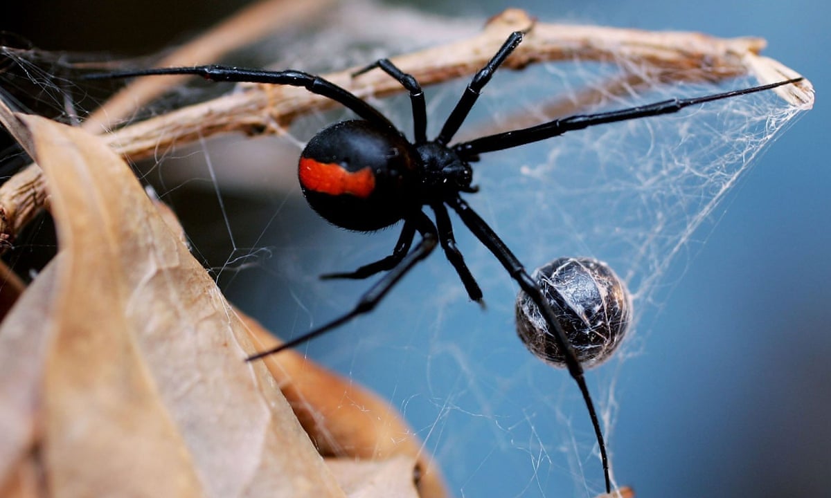 Redback Spiders Should Be Avoided at All Costs!