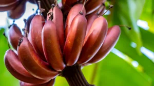 red banana 1685887799