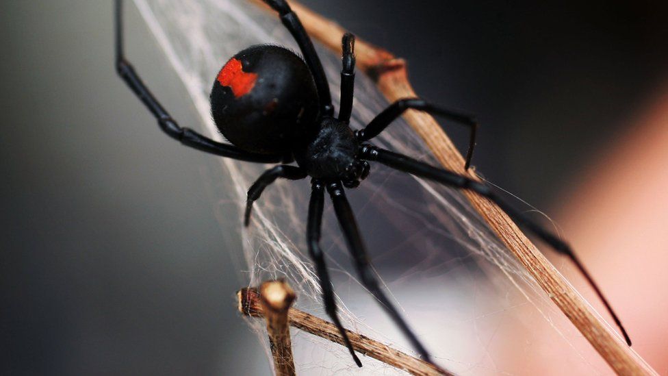 redback spider 1685888376