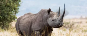 rhinos are dinosaurs 1