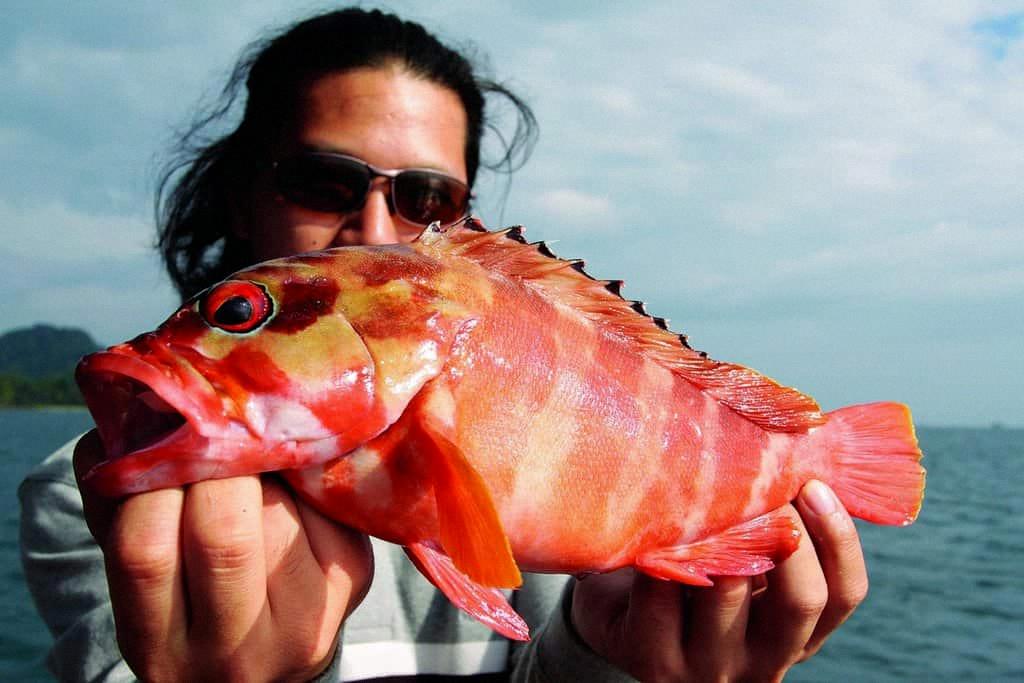 Rockfish A Tasty and Versatile Seafood