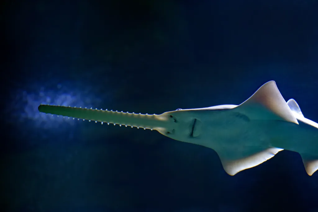 sawfish 1686382009