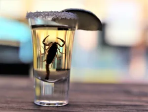 scorpion shot 1686396448