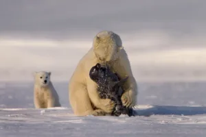 seals related to bears 1