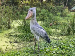 shoebill stork 1686470584