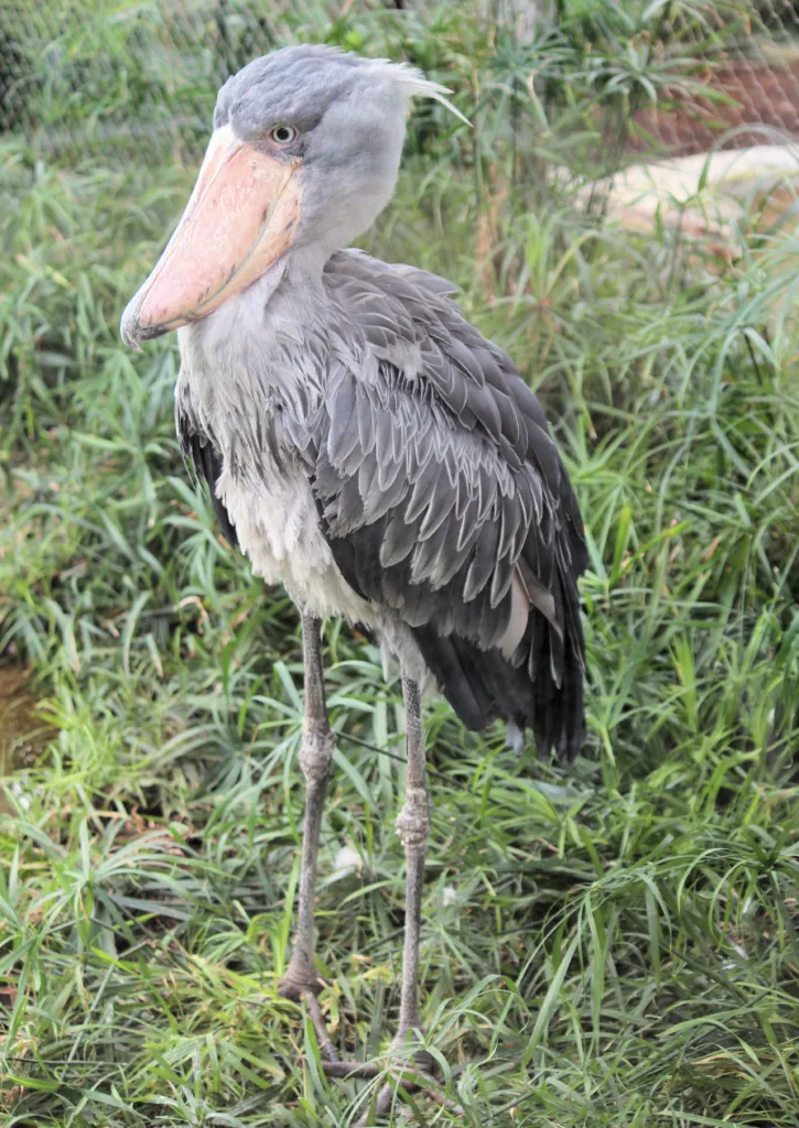 shoebill stork 1686470693