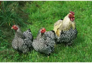 silver laced wyandotte chicken 1686592257