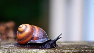 snail 1686734980