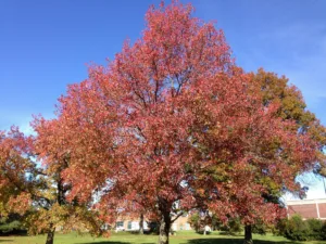 sweet gum tree wood value 1 1