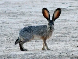 texas jack rabbit 1 1