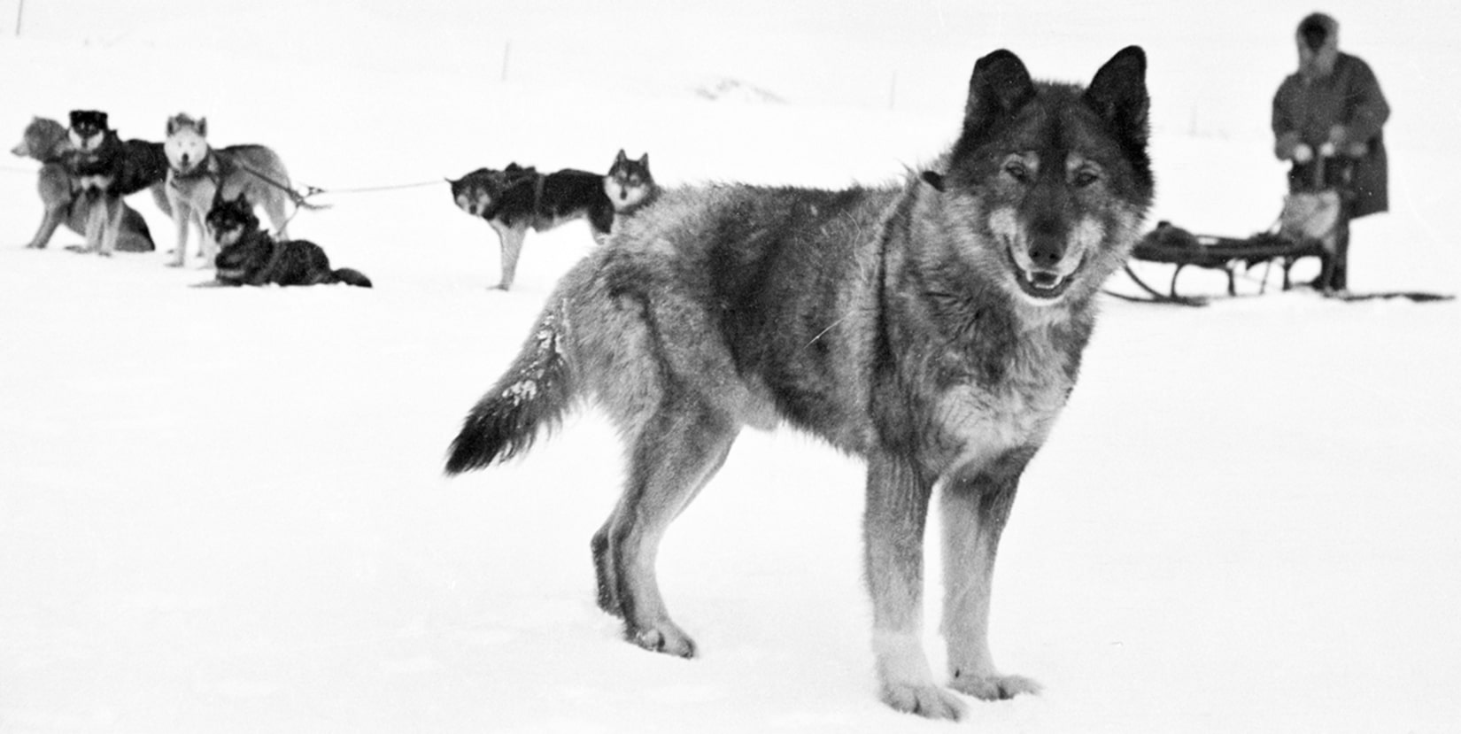 Togo vs Balto Who is the True Hero?