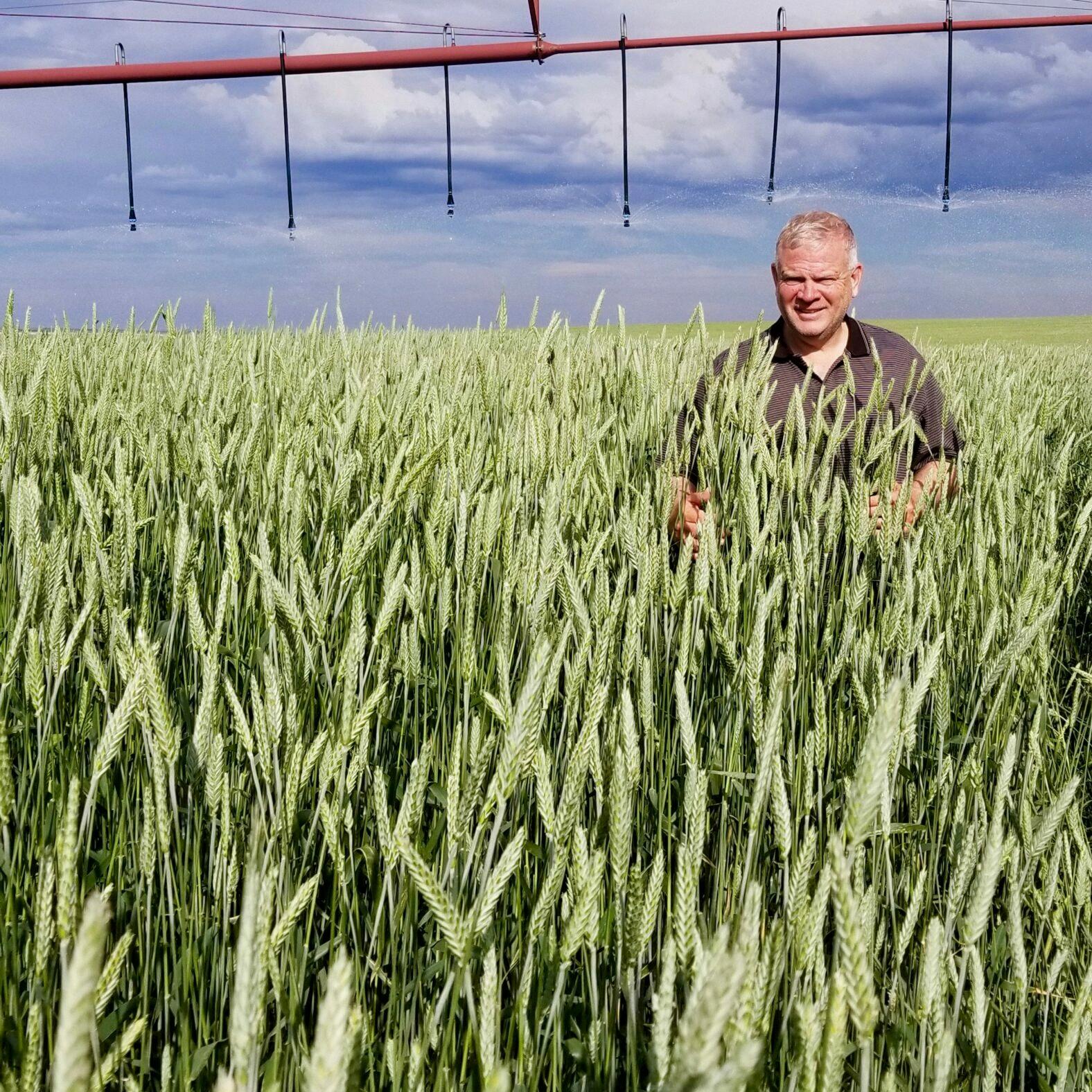 triticale hay