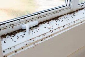 very small bugs in windowsill 1 1