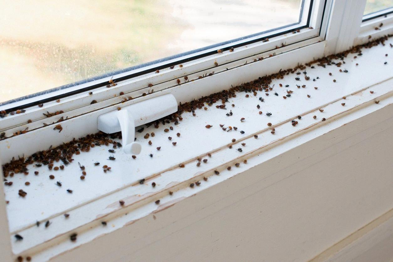 very small bugs in windowsill