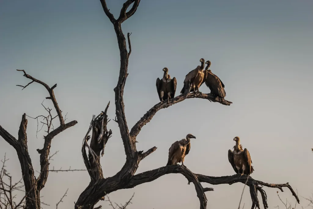 vultures 1687685824