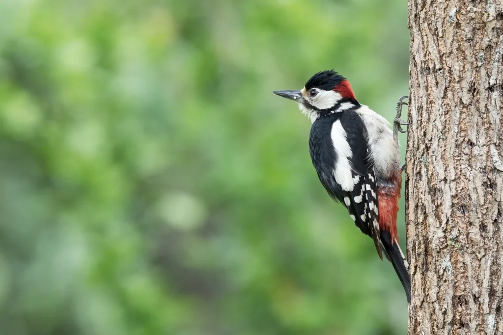 woodpecker 1686733116