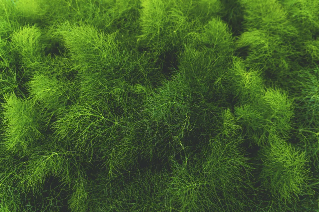 Algae 1688899897