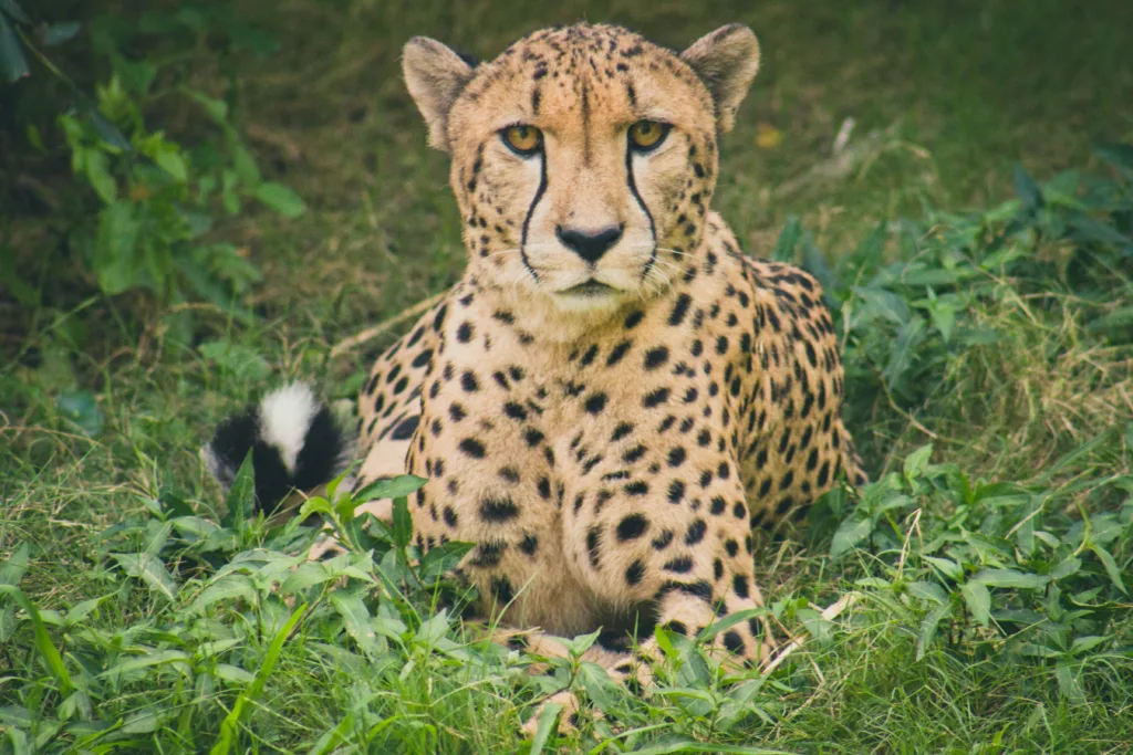Cheetah 1690528162