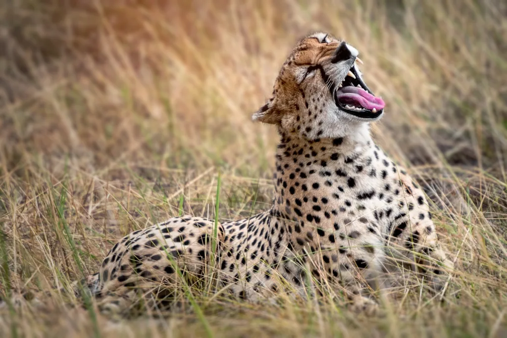 Cheetah 1690528164