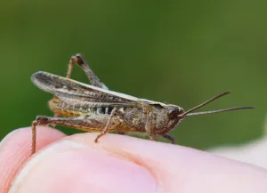 Locust 1688889345