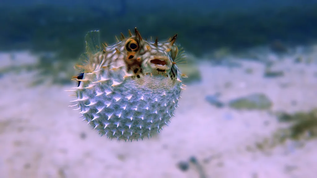 Puffer Fish - A Deadly Bite