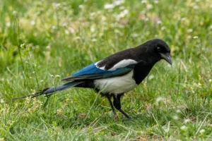 magpie 1688555421