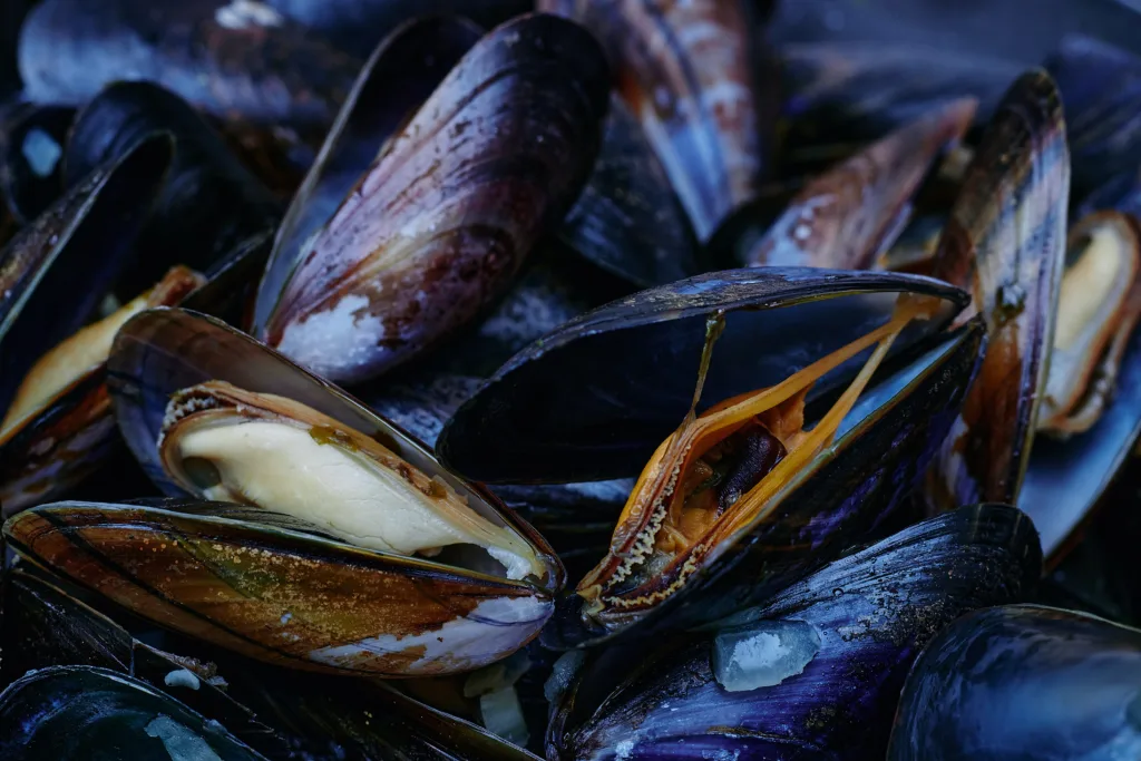 mussels 1688853275