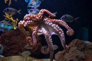 octopus 1689495736