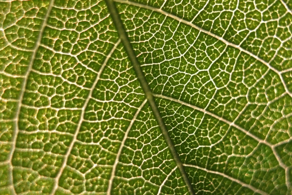 photosynthesis 1689407985