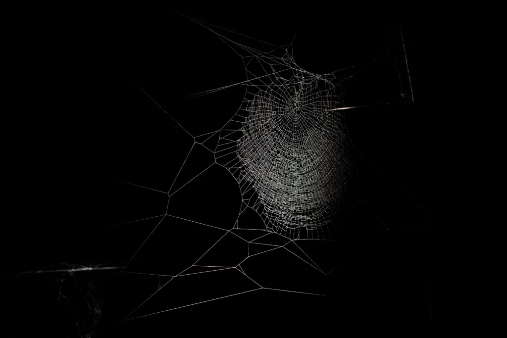 spider web 1690530330