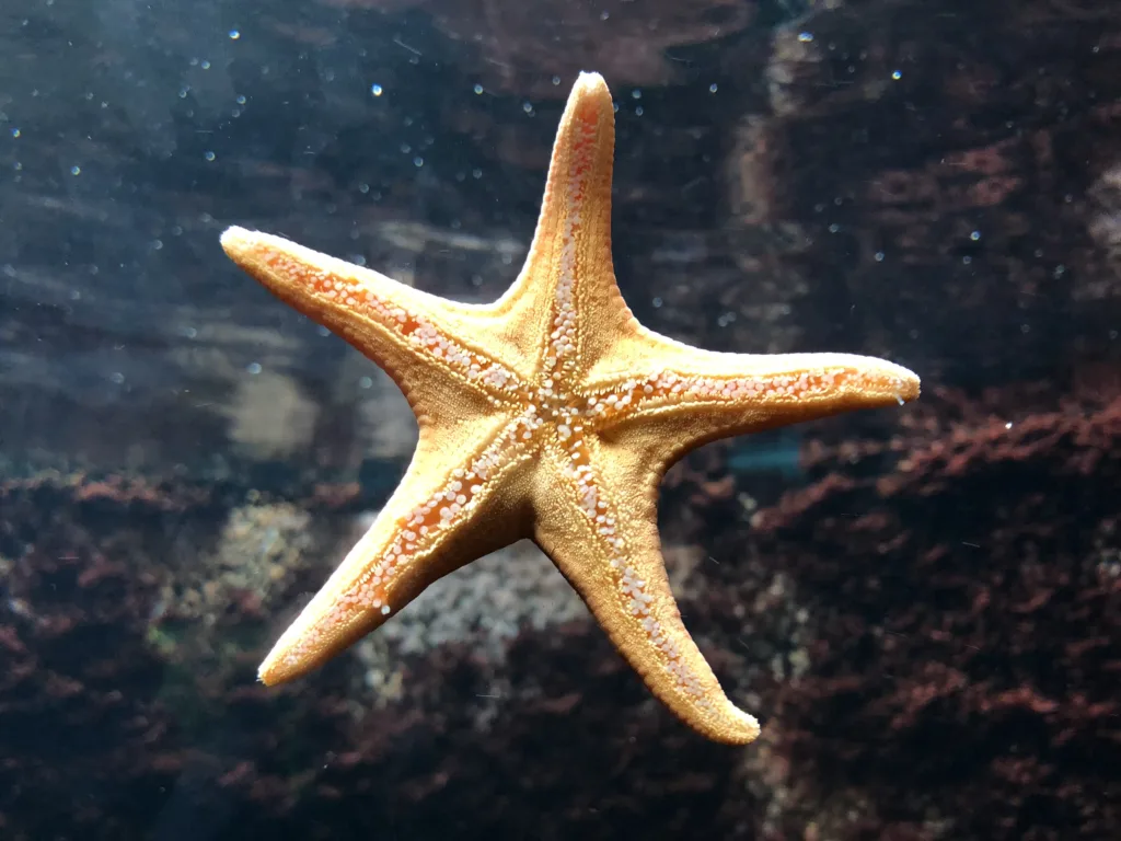 starfish 1688195949