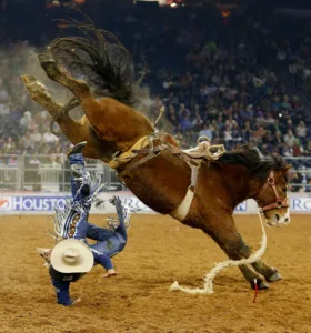 what breed of horses are used for bronc riding 1 1