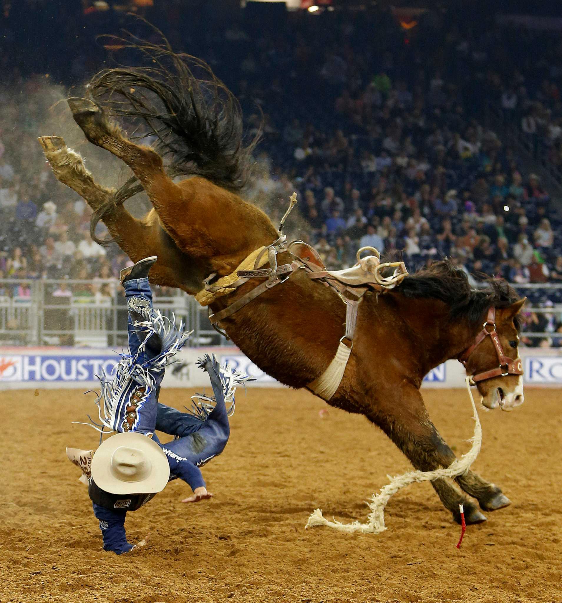 what breed of horses are used for bronc riding