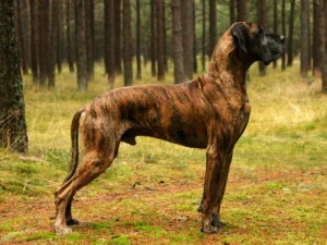 what color is brindle 1 1