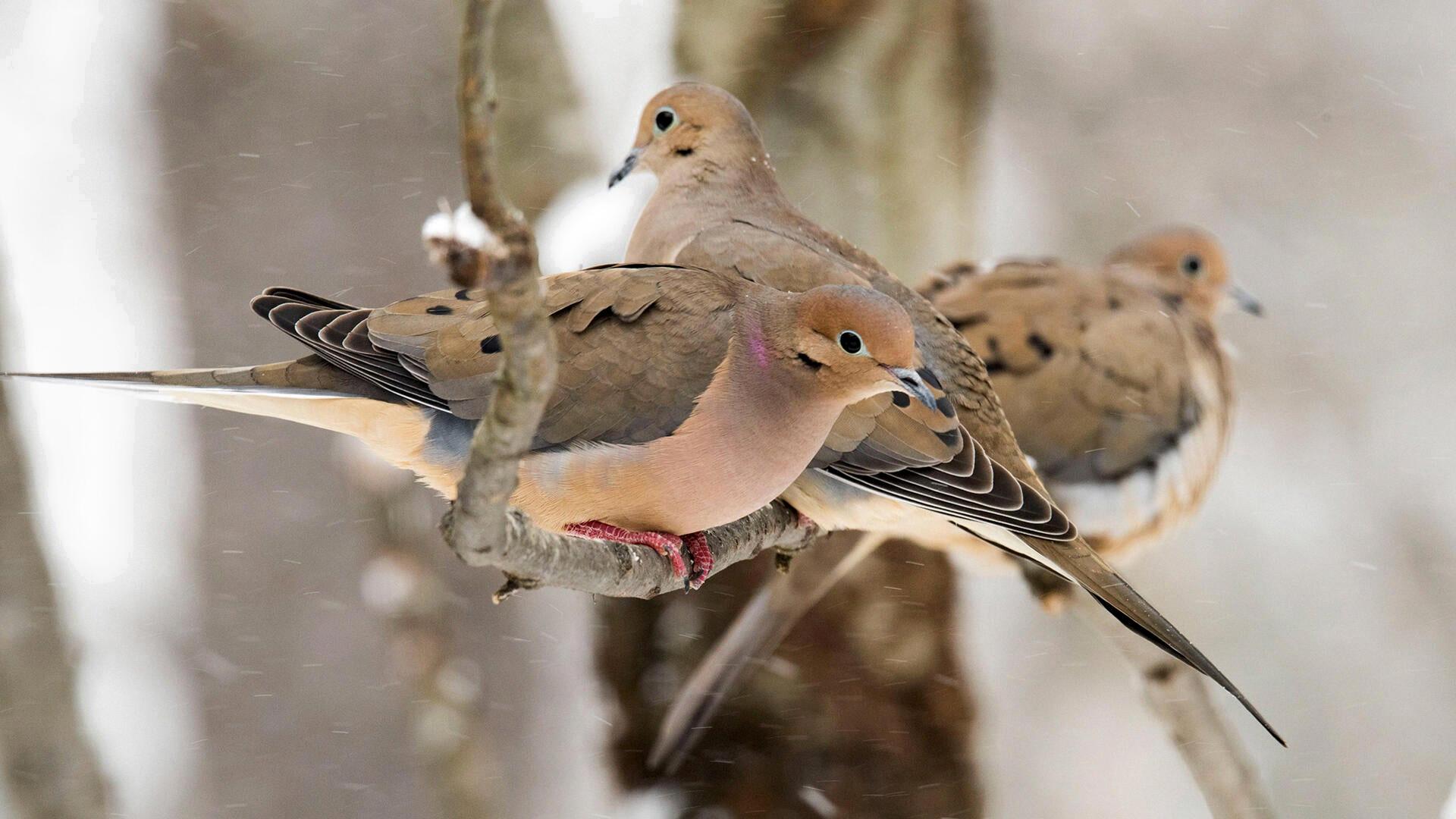 what do baby mourning doves eat