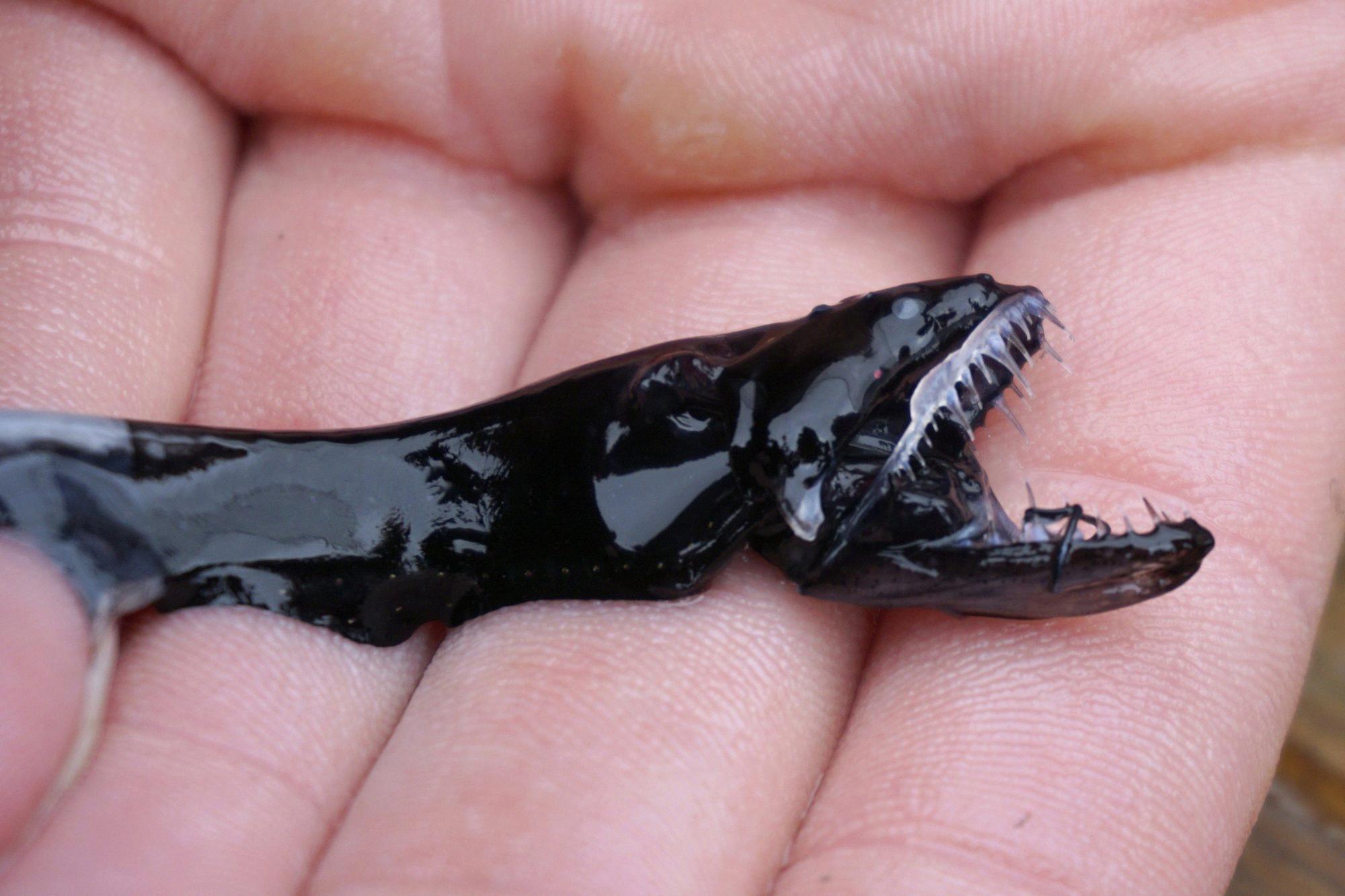 what do black dragonfish eat