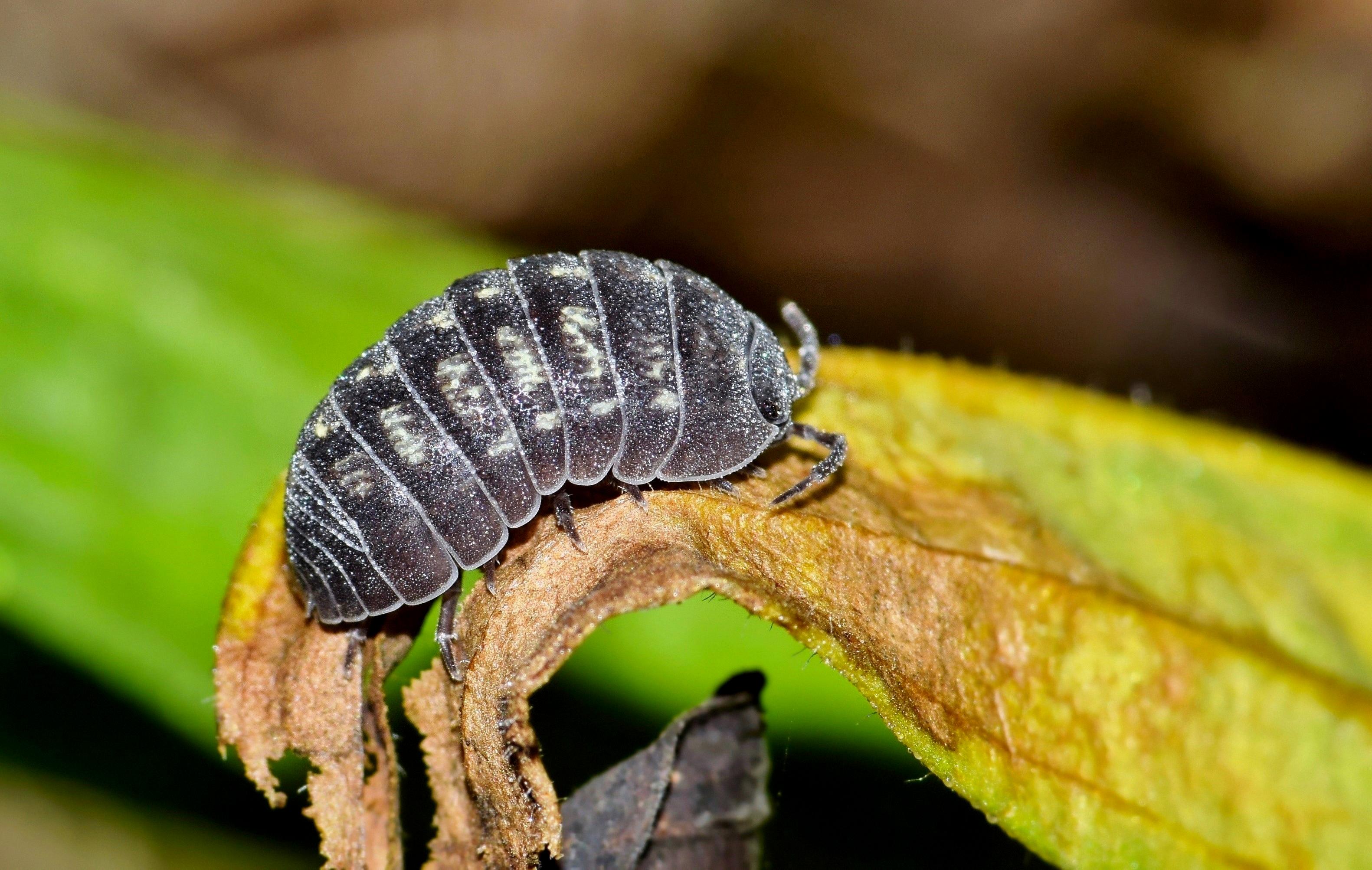 what do isopods eat